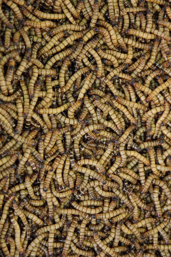 Agronutris lève 100 millions d’euros de financement pour industrialiser sa production de protéines à base d’insectes