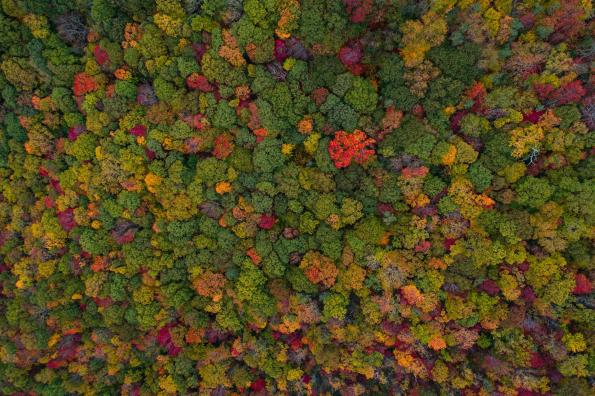 Position paper on forest plantations