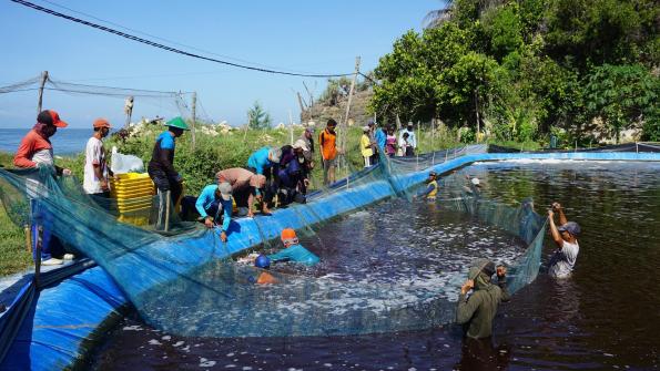 Contribuer à la durabilité écologique de l’industrie vitale de la crevette en Indonésie : JALA lève 6 millions de dollars américains