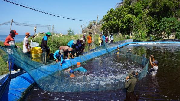 Contributing to ecological sustainability of Indonesia’s vital shrimp industry: JALA raises US$6m