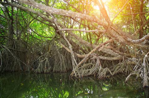 Accelerating biodiversity preservation with L’Oréal