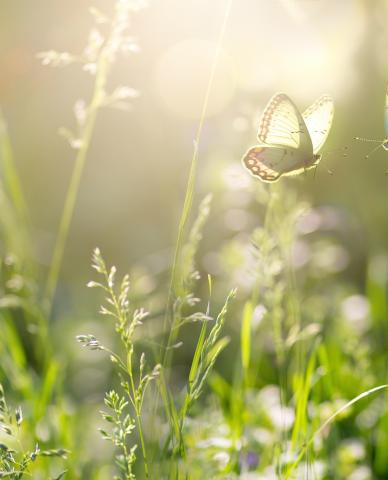 Mirovα, Creating Sustainable Value - June 2026