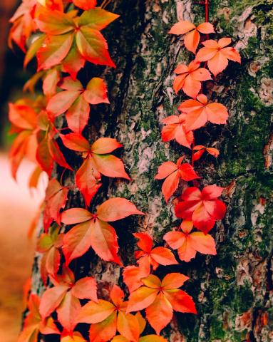 Mirovα, Creating Sustainable Value - October 2026
