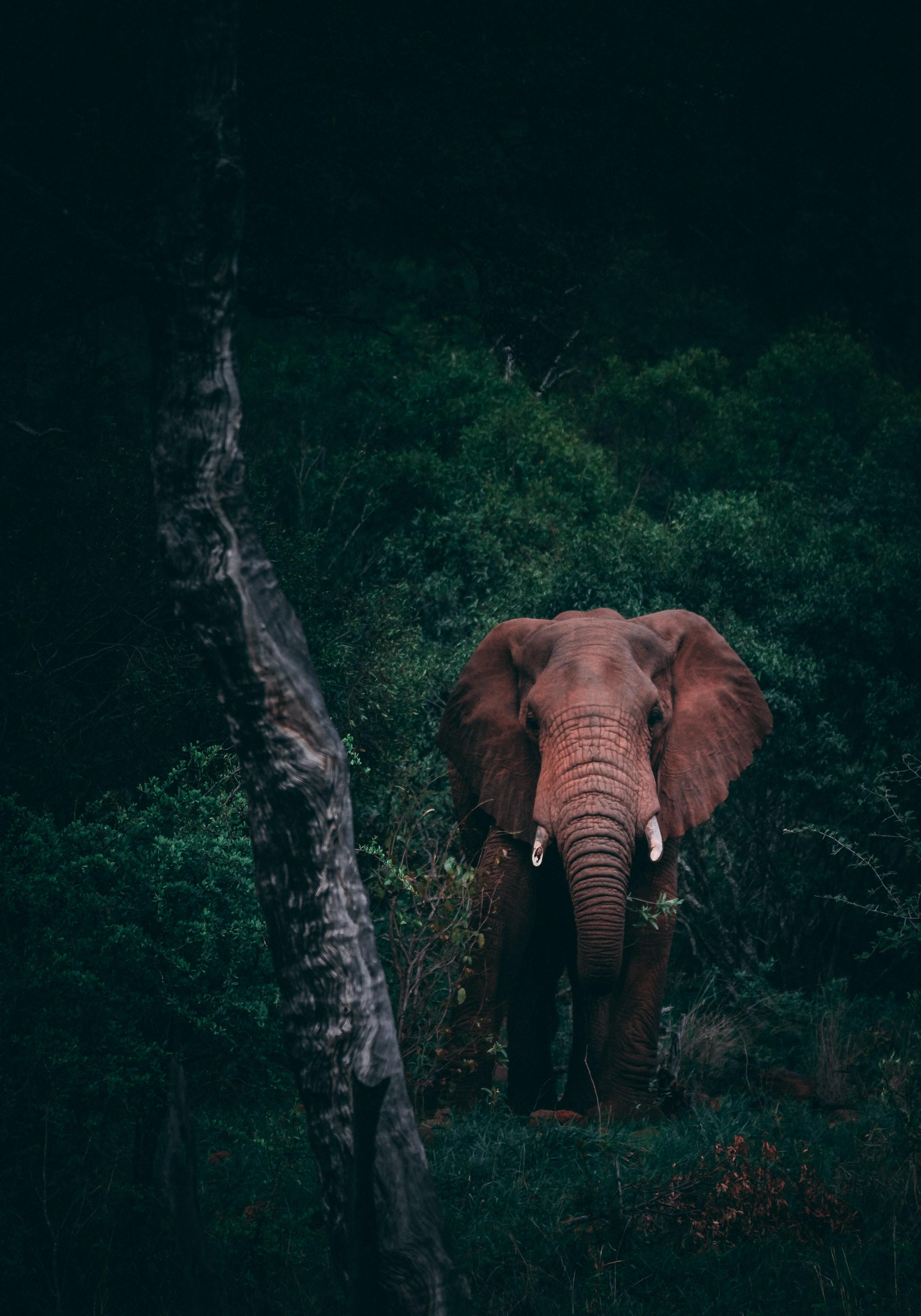 Слон на заставку телефона. Слоны в джунглях. Животные джунглей. Джунгли природа и животные. Дикая природа джунгли.