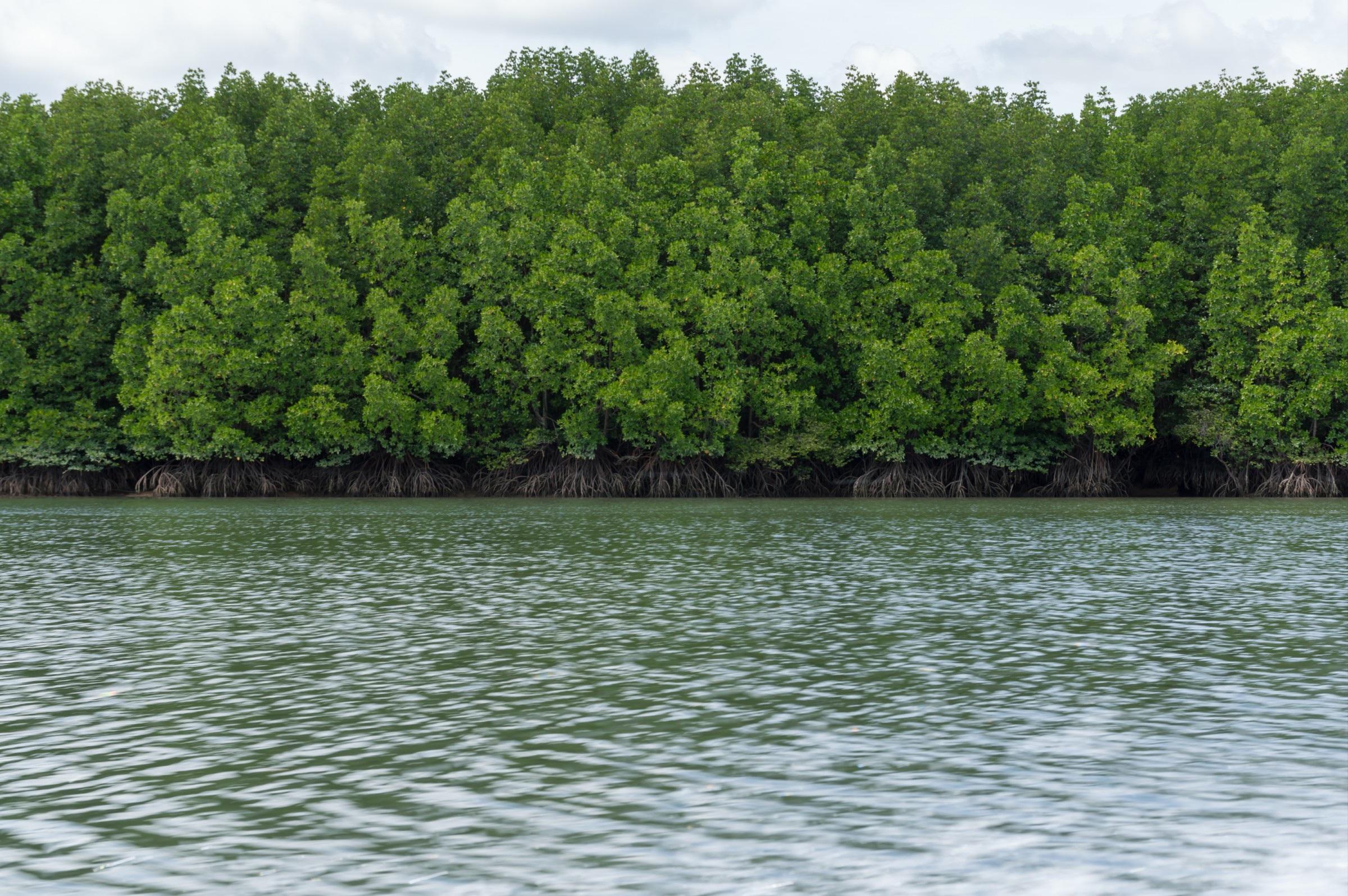 Call For Early Stage Blue Carbon Project Proposals Mirova