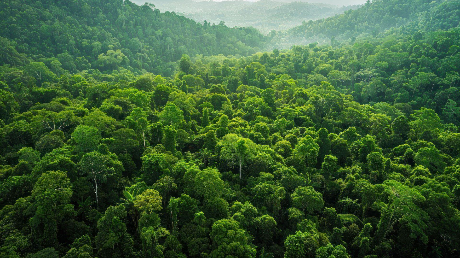 Mirova Unveils High-Impact Carbon Investments