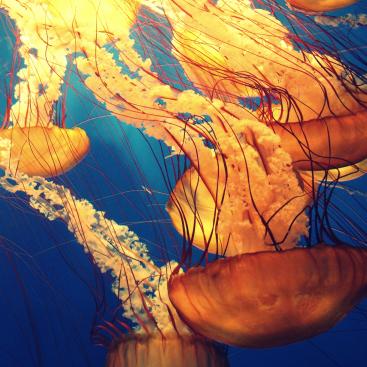 animals-deep-ocean-deep-sea