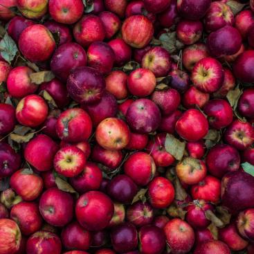 apples