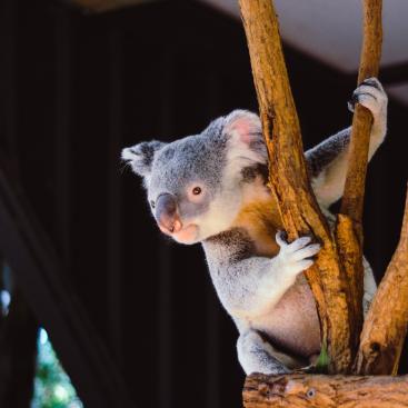 measuring companies'biodiversity impact