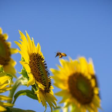 etude-de-marche-agroecologie-mirova-biodiversite-asset-management
