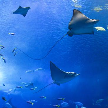 sustainable-ocean-fund-mirova-natural-capital