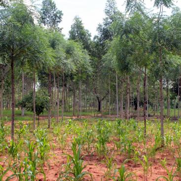 Mirova renews its support to Komaza to increase forest cover in Kenya in collaboration with smallholder farmers