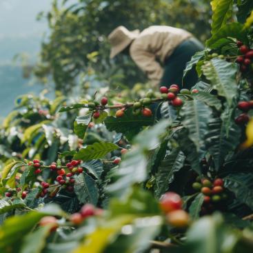 The Rainforest Alliance and Mirova Announce Strategic Partnership to Propel Regenerative Agriculture and Sustainable Land Management Globally