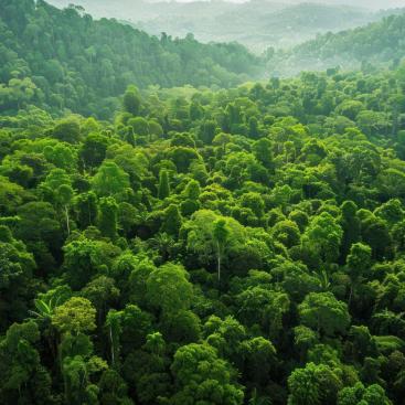 reforestation