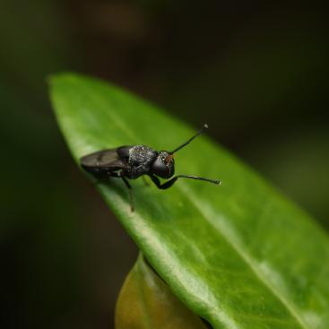 Black soldier fly on a leaf
