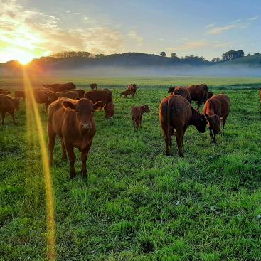 Herd of cattle grazing in a green pasture at sunrise, with mist in the background
