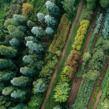 An aerial top-down view of a productive agroforestry system with diverse crops and trees