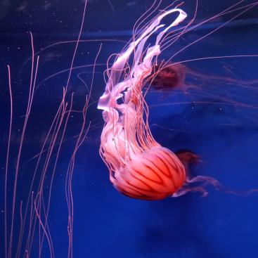 Mirovα, Creating Sustainable Value - November 2025