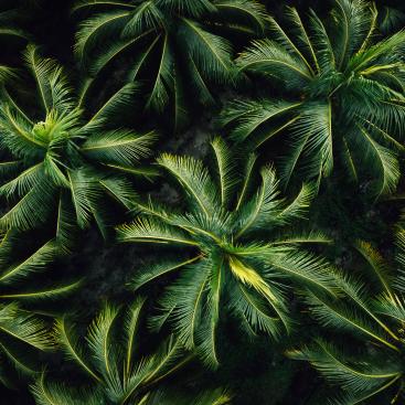 Aerial view of coconut trees field