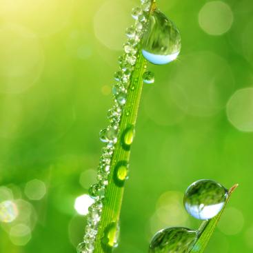 Dew drops on green blades of grass, evoking nature and freshness.