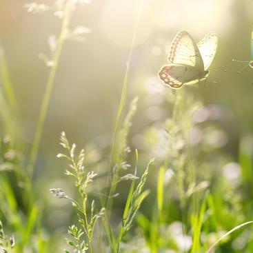 Mirovα, Creating Sustainable Value - June 2026