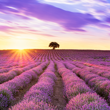 lavanda field