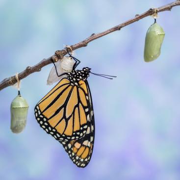 closeup-shot-monarch-butterfly-pink-salvia-with-blue-toned-sky