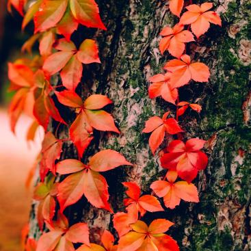 Orange leaves on a tree trunk in autumn.