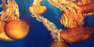 Méduses oranges sous l'océan