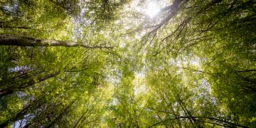 sky through trees