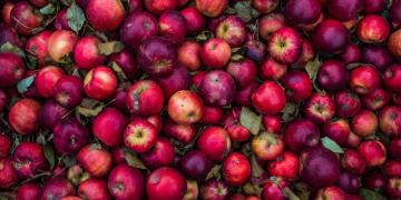 apples