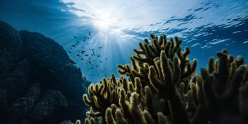 corail recif