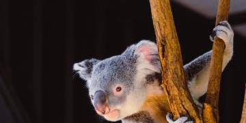 measuring companies'biodiversity impact