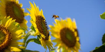 etude-de-marche-agroecologie-mirova-biodiversite-asset-management