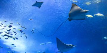 sustainable-ocean-fund-mirova-natural-capital