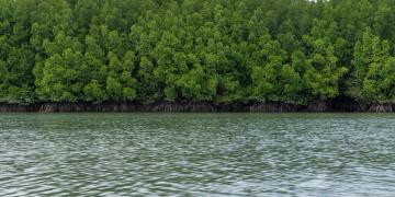 mangroves