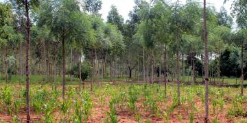 Mirova renews its support to Komaza to increase forest cover in Kenya in collaboration with smallholder farmers