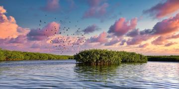 Request for Proposals - Carbon Removal Projects - Orange Nature Fund