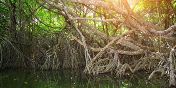 Accelerating biodiversity preservation with L’Oréal