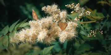 EU Nature Restoration Law adopted by the European Parliament: a positive signal, an ambition to be strengthened