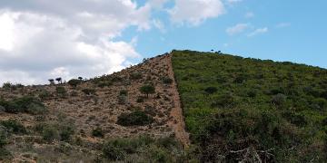 Fenced spekboom restoration plot showing healthy native vegetation alongside degraded land in South Africa