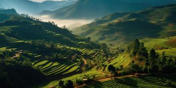 Agroforestry