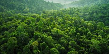reforestation