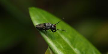 Black soldier fly on a leaf