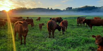 Herd of cattle grazing in a green pasture at sunrise, with mist in the background