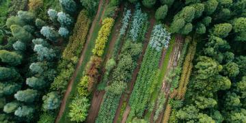 An aerial top-down view of a productive agroforestry system with diverse crops and trees