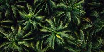 Aerial view of coconut trees field