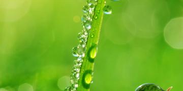 Dew drops on green blades of grass, evoking nature and freshness.