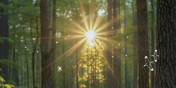 Lush forest with light filtering through the trees and white illustrations of wildlife and natural elements. Fournissez vos commentaires sur BizChat