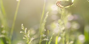 Mirovα, Creating Sustainable Value - June 2026